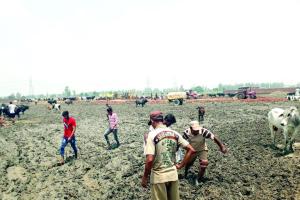 ਸੇਵਾਦਾਰਾਂ ਨੇ ਦਲਦਲ ‘ਚ ਫਸੀਆਂ ਗਾਵਾਂ ਨੂੰ ਬਾਹਰ ਕੱਢਿਆ