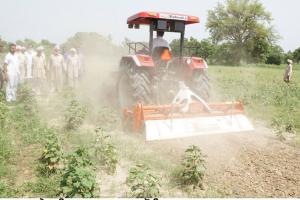  ਚਿੱਟੀ ਮੱਖੀ ਦੀ ਮਾਰ ਹੇਠ ਆਈ ਨਰਮੇਂ ਦੀ ਫ਼ਸਲ ਕਿਸਾਨ ਨੇ ਵਾਹੀ