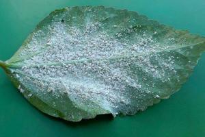 ਚਿੱਟੀ ਮੱਖੀ ਤੱਕ ਨਾ ਰੁਕੇ ਖੇਤੀ ਨੀਤੀ