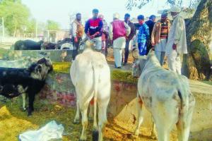 ਡੇਰਾ ਸ਼ਰਧਾਲੂਆਂ ਕੀਤੀ ਬੇਸਹਾਰਾ ਗਊਆਂ ਦੀ ਦੇਖਭਾਲ