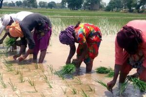 ਝੋਨੇ ਦੀ ਲੁਆਈ : ਤਰੀਕ ‘ਚ ਵਾਧੇ ਤੋਂ ਕਿਸਾਨਾਂ ਦੀਆਂ ਮੁਸ਼ਕਲ ਵਧੀਆਂ