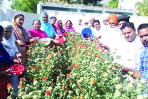 ਕੇਸਰ ਦੇ ਫੁੱਲਾਂ ਨਾਲ ਮਹਿਕਿਆ ਸੁਨਾਮ ਨਾਮ ਚਰਚਾ ਘਰ