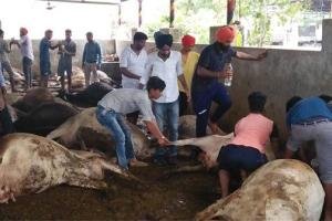 ਬਾਲ ਗੋਪਾਲ ਗਊਸ਼ਾਲਾ ‘ਚ ਜਹਿਰਖੁਰਾਨੀ ਕਾਰਨ 15 ਗਊਆਂ ਦੀ ਮੌਤ