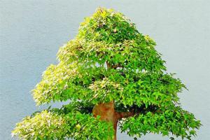 ‘ਆਈ ਹਰਿਆਲੀ’ ਐਪ ਦਾ ਜਾਦੂ, ਇੱਕ ਹਫ਼ਤੇ ‘ਚ 7 ਲੱਖ ਪੌਦੇ ਹੋਏ ਸਪਲਾਈ