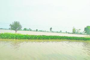 ਡਰੇਨ ‘ਚ ਆਏ ਪਾਣੀ ਕਾਰਨ ਝੋਨੇ ਦੀ ਕਈ ਏਕੜ ਫਸਲ ਡੁੱਬੀ