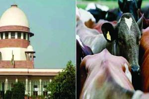 ਸੁਪਰੀਮ ਕੋਰਟ ਦਾ ਗਊ ਰੱਖਿਆ ਮਾਮਲੇ ‘ਚ ਵੱਡਾ ਆਦੇਸ਼