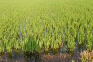 ਪਾਣੀ ਥੱਲੇ ਡੁੱਬੀਆਂ ਫ਼ਸਲਾਂ ਲਈ ਸਰਕਾਰ ਜ਼ਿੰਮੇਵਾਰ : ਆਪ