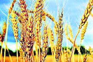 ਭਾਅ ਜ਼ਰੂਰਤ, ਪਰ ਸੰਕਟ ਦਾ ਹੱਲ ਨਹੀਂ