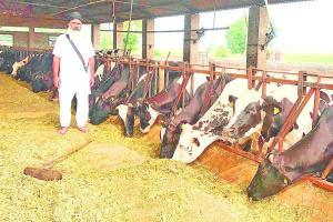 ਸੁਖਜਿੰਦਰ ਨੂੰ ਮਿਲਿਆ ਡੇਅਰੀ ਦਾ ਸੁਖ