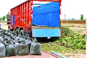 ਉੱਤੇ ਕੇਲੇ, ਹੇਠਾਂ 72 ਕੁਇੰਟਲ ਭੁੱਕੀ