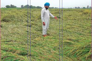 ਤੇਜ਼ ਹਵਾਵਾਂ ਦਰਮਿਆਨ ਭਾਰੀ ਮੀਂਹ ਕਾਰਨ ਵਿਛੀ ਝੋਨੇ ਦੀ ਫਸਲ