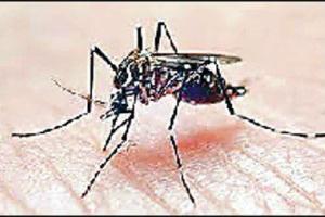 ਸਥਾਨਕ ਸਰਕਾਰਾਂ ਵਿਭਾਗ ਫੇਲ੍ਹ, ਨਹੀਂ ਹੋਇਆ ਕਿਤੇ ਦਵਾਈ ਦਾ ਛਿੜਕਾਅ