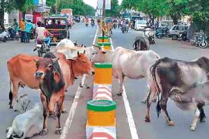 ਪੰਜਾਬੀਆਂ ਨੂੰ ਜੂਝਣਾ ਪਏਗਾ ਅਵਾਰਾ ਪਸ਼ੂਆਂ ਦੀ ਸਮੱਸਿਆ ਨਾਲ, ਸਰਕਾਰ ਨੇ ਕੀਤੇ ਹੱਥ ਖੜ੍ਹੇ