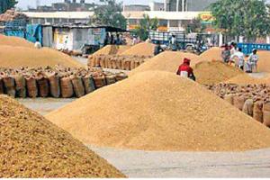 ਗਿੱਲੇ ਝੋਨੇ ਤੋਂ ਘਬਰਾਈ ਸਰਕਾਰ, ਝੋਨੇ ਦੀ ਕਟਾਈ ਹੌਲੀ ਕਰਵਾਉਣ ਦੇ ਦਿੱਤੇ ਆਦੇਸ਼