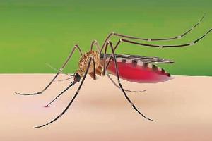 ਸਰਕਾਰੀ ਹਸਪਤਾਲਾਂ ‘ਚ ਨਹੀਂ ਡੇਂਗੂ ਦਾ ਮੁਫ਼ਤ ਇਲਾਜ