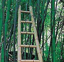 …ਜਦੋਂ ਮੈਂ ਇੱਕ ਸੀੜੀ ਬਣਾਈ