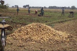 ਆਲੂ ਬਾਰੇ ਚਿੰਤਤ ਹੋਇਆ ਸਦਨ, ਅਮਰਿੰਦਰ ਨੇ ਦਿੱਤਾ ਛੇਤੀ ਹੱਲ ਕਰਨ ਦਾ ਭਰੋਸਾ