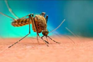 ਦੀਵੇ ਥੱਲ੍ਹੇ ਹਨ੍ਹੇੇਰਾ : ਮੁੱਖ ਮੰਤਰੀ ਦਾ ਸ਼ਹਿਰ ਹੀ ਡੇਂਗੂ ਦੇ ਡੰਗ ਨੇ ਡੰਗਿਆ