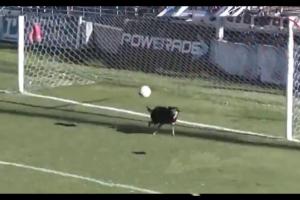 ਕੁੱਤੇ ਨੇ ਬਚਾਇਆ ਗੋਲ