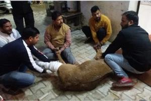 ਜਖ਼ਮੀ ਨੀਲ ਗਊ ਦੇ ਬੱਚੇ ਦੀ ਸੰਭਾਲ ਕੀਤੀ