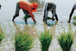 ਝੋਨੇ ਦੀ ਫ਼ਸਲ ਦਾ ਬਦਲ ਲੱਭਣ ਦੀ ਲੋੜ