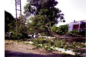 ਹਨ੍ਹੇਰੀ ਨੇ ਪੁੱਟੇ ਦਰੱਖਤ, ਬਿਜਲੀ ਗੁੱਲ