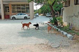 ਅਵਾਰਾ ਕੁੱਤਿਆਂ ਨੇ ‘ਸੂਲੀ ਟੰਗੇ’ ਰਜਿੰਦਰਾ ਹਸਪਤਾਲ ਦੇ ਮਰੀਜ਼ ਤੇ ਡਾਕਟਰ