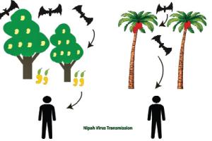 ਸਿਹਤ ਤੰਤਰ ਦੀ ਨਾਕਾਮੀ ਹੈ ਨਿਪਾਹ ਵਾਇਰਸ ਦੀ ਦਸਤਕ