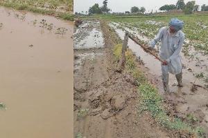 ਮੀਂਹ ਤੋਂ ਬਾਅਦ ਝੋਨੇ ਦੀ ਲਵਾਈ ਨੂੰ ਮਿਲਿਆ ਹੁਲਾਰਾ