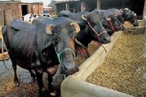 ਗਰਮੀਆਂ ‘ਚ ਪਸ਼ੂਆਂ ਦੀ ਦੇਖਭਾਲ