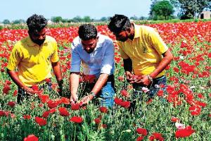 ਫੁੱਲਾਂ ਦੀ ਖੇਤੀ ਨੇ ਕਿਸਾਨ ਦੀ ਜ਼ਿੰਦਗੀ ‘ਚ ਲਿਆਂਦੀ ਮਹਿਕ