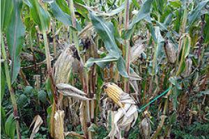 ਸਾਉਣੀ ਰੁੱਤ ਦੀ ਮੱਕੀ ਵਧੇਰੇ ਝਾੜ ਲਈ ਸੁਚੱਜੀ ਪੌਦ ਸੁਰੱਖਿਆ