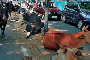 ਸੜਕ ਹਾਦਸਿਆਂ ਦੀ ਵਜ੍ਹਾ ਬਣੇ ਬੇਸਹਾਰਾ ਪਸ਼ੂ