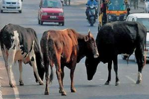 ਬੇਸਹਾਰਾ ਪਸ਼ੂਆਂ ਕਾਰਨ ਵਾਪਰਦੇ ਦਰਦਨਾਕ ਹਾਦਸੇ ਤੇ ਸਰਕਾਰਾਂ ਦੇ ਪ੍ਰਬੰਧ