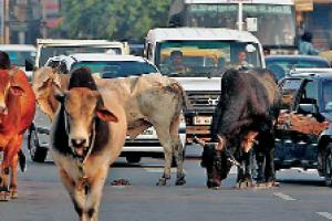 ਆਵਾਰਾ ਪਸ਼ੂਆਂ ਦੀ ਸਮੱਸਿਆ ਦੇ ਪੱਕੇ ਹੱਲ ਦੀ ਲੋੜ