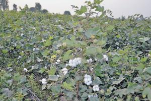 ਨਰਮੇ ਨੂੰ ਨਾ ਲਾਇਆ ਜਾਵੇ ਹੁਣ ਪਾਣੀ : ਅਧਿਕਾਰੀ