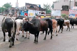 ਗਊ ਸੈੱਸ ਨਾਲ ਪਾਵਰਕੌਮ ਮਾਲੋ-ਮਾਲ, ਅਵਾਰਾ ਪਸ਼ੂਆਂ ਕੀਤੇ ਲੋਕ ਬੇਹਾਲ