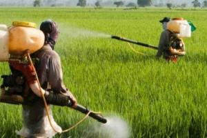 ਝੋਨੇ ਦੇ ਕੀੜੇ-ਮਕੌੜਿਆਂ ਦੀ ਪਛਾਣਅਤੇ ਸਰਵਪੱਖੀ ਰੋਕਥਾਮ