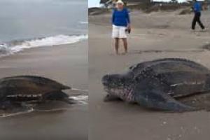 ਆਰੇ ‘ਚ ਸਿਧਾਂਤਕ ਜਿੱਤ, ਵਿਹਾਰਕ ਹਾਰ