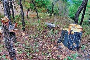 ਘਟ ਰਹੇ ਜੰਗਲ ਅਤੇ ਵਧਦਾ ਸ਼ਹਿਰੀਕਰਨ ਚਿੰਤਾ ਦਾ ਵਿਸ਼ਾ