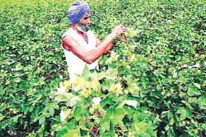 ਕਿਸਾਨੀ ਜੀਵਨ ਨਾਲ ਗੂੜ੍ਹਾ ਸਬੰਧ ਸੀ ਨਰਮੇ ਦਾ