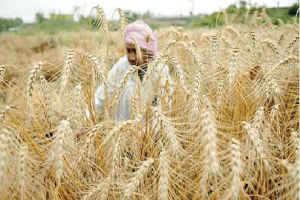 ਕਣਕ ਦਾ ਭਾਅ 85 ਰੁਪਏ ਵਧਿਆ