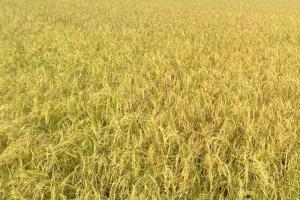 1712579 ਮੀਟਰਕ ਝੋਨੇ ਦੀ ਹੋਈ ਖਰੀਦ