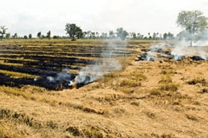 ਜ਼ਿਲ੍ਹਾ ਸੰਗਰੂਰ ਦੇ ਢਾਈ ਸੌ ਏਕੜ ‘ਚ ਨਹੀਂ ਲਾਈ ਜਾਵੇਗੀ ਪਰਾਲੀ ਨੂੰ ਅੱਗ