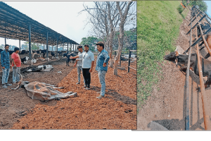 ਗਾਜੀਪੁਰ ਗਊਸ਼ਾਲਾ ‘ਚ ਭੁੱਖ ਕਾਰਨ 23 ਗਊਆਂ ਦੀ ਮੌਤ