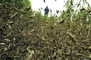 ਟਿੱਡੀ ਦਲ ਨੇ ਫਿਕਰਾਂ ‘ਚ ਪਾਏ ਕਿਸਾਨ, ਬਾਗਾਂ ਨੂੰ ਵੱਡਾ ਖ਼ਤਰਾ