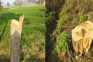 ਰੁੱਖਾਂ ਦੀ ਨਾਜਾਇਜ਼ ਕਟਾਈ ਗੰਭੀਰ ਚਿੰਤਾ ਦਾ ਵਿਸ਼ਾ