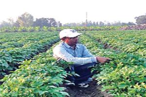 ਮੈਂਥੇ ਦੀ ਕਾਸ਼ਤ ਲਈ ਸੁਧਰੀਆਂ ਤਕਨੀਕਾਂ