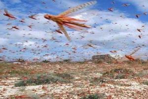 ਪ੍ਰੇਸ਼ਾਨੀ ਦਾ ਸਬੱਬ ਬਣਿਆ ਟਿੱਡੀ ਦਲ