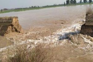 ਮਲੂਕ ਪੁਰਾ ਮਾਈਨਰ ਟੁੱਟੀ, ਸੈਂਕੜੇ ਏਕੜ ਕਣਕ ਤੇ ਹੋਰ ਫਸਲਾਂ ਡੁੱਬੀਆਂ